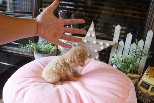 成約済の埼玉県のトイプードル-38304の1枚目