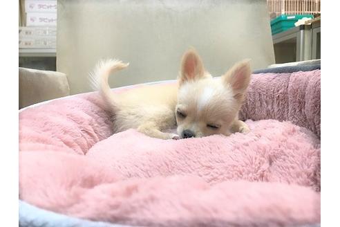 成約済の大阪府のチワワ(ロングコート)-37576の4枚目