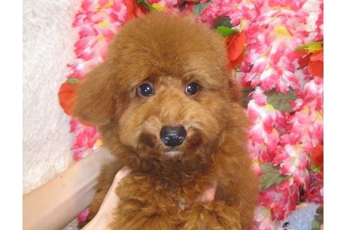 成約済の茨城県のトイプードル-38357の5枚目