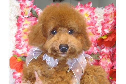 成約済の茨城県のトイプードル-38357の2枚目