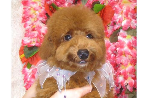 成約済の茨城県のトイプードル-38357の3枚目