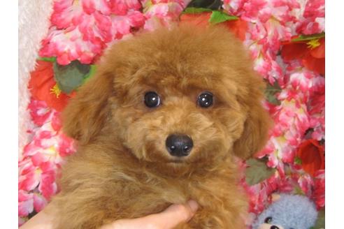 成約済の茨城県のトイプードル-38358の4枚目