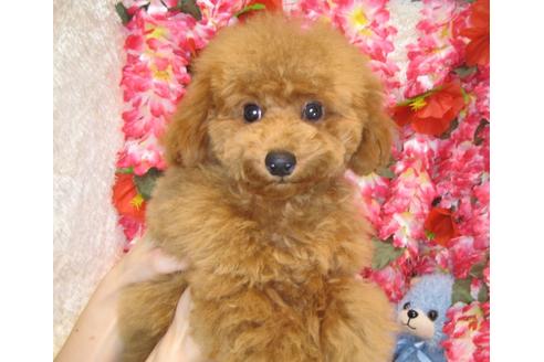 成約済の茨城県のトイプードル-38358の5枚目