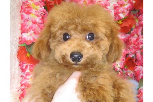 成約済の茨城県のトイプードル-38358の1枚目