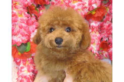 成約済の茨城県のトイプードル-38358の2枚目