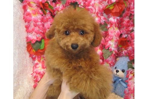 成約済の茨城県のトイプードル-38358の3枚目