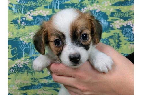 成約済の千葉県のパピヨン-37538の2枚目