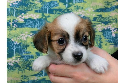 成約済の千葉県のパピヨン-37538の3枚目