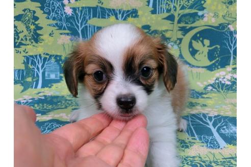 成約済の千葉県のパピヨン-37538の4枚目