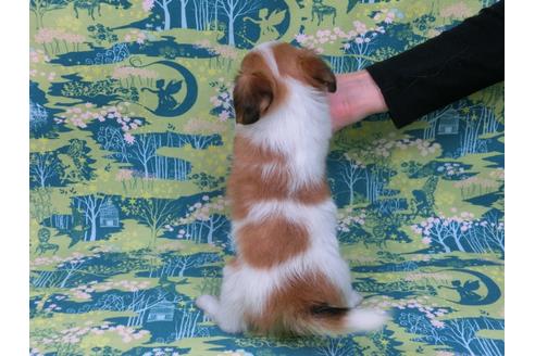 成約済の千葉県のパピヨン-37538の1枚目