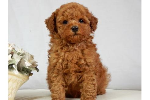 成約済の北海道のトイプードル-38404の1枚目