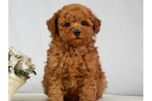 成約済の北海道のトイプードル-38404の2枚目