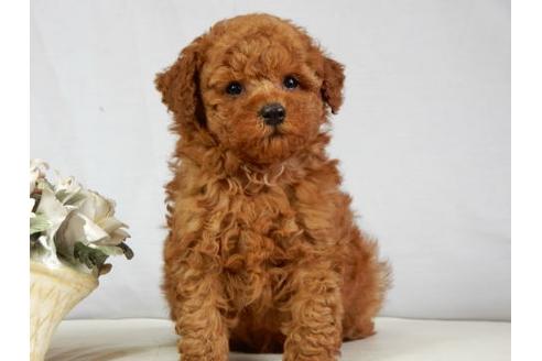 成約済の北海道のトイプードル-38404の3枚目