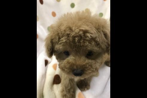 成約済の岐阜県のトイプードル-38144の3枚目
