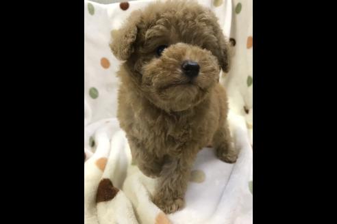 成約済の岐阜県のトイプードル-38144の2枚目