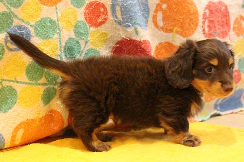 成約済の愛知県のカニンヘンダックスフンド(ロングヘアード)-38417の4枚目