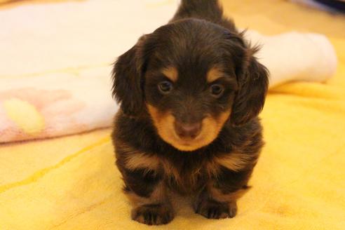 成約済の愛知県のカニンヘンダックスフンド(ロングヘアード)-38417の3枚目