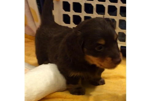 成約済の愛知県のカニンヘンダックスフンド(ロングヘアード)-38417の2枚目
