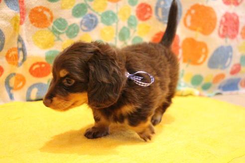 成約済の愛知県のカニンヘンダックスフンド(ロングヘアード)-38417の1枚目