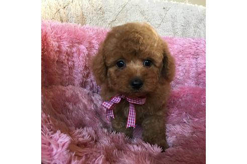 成約済の福岡県のトイプードル-37523の5枚目