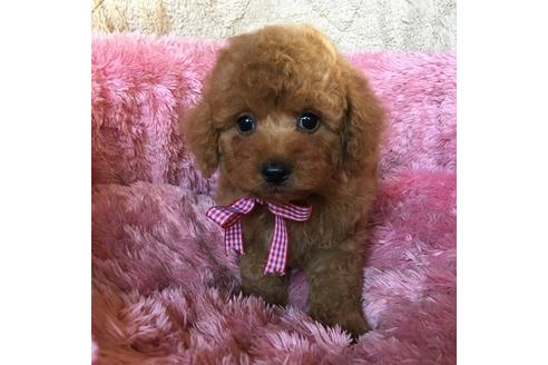 成約済の福岡県のトイプードル-37523の4枚目