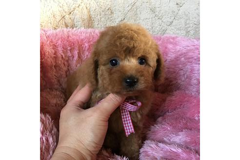 成約済の福岡県のトイプードル-37523の3枚目