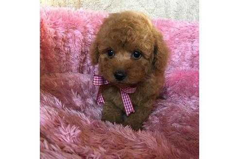 成約済の福岡県のトイプードル-37523の2枚目