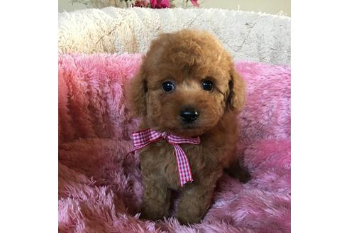 成約済の福岡県のトイプードル-37523の1枚目