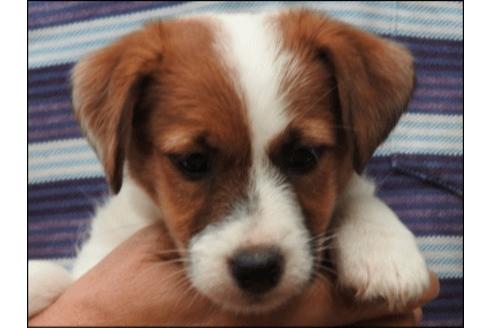 成約済の広島県のジャックラッセルテリア-36247の2枚目