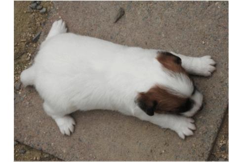 成約済の広島県のジャックラッセルテリア-36247の1枚目