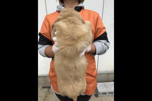 成約済の徳島県のゴールデンレトリーバー-38180の1枚目