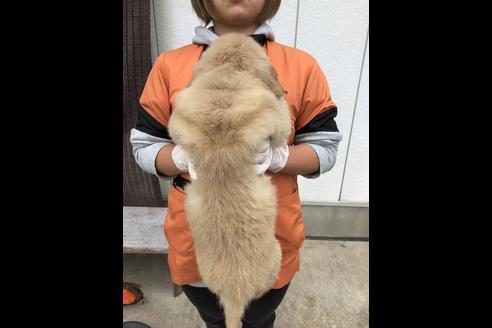 成約済の徳島県のゴールデンレトリーバー-38424の1枚目