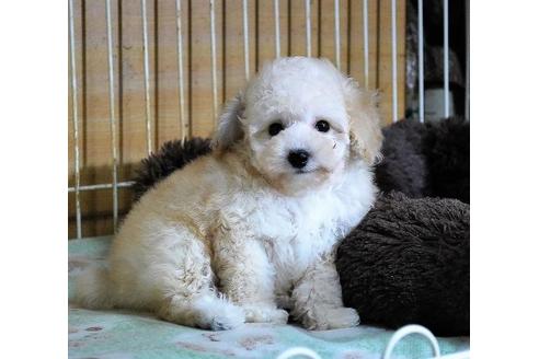 成約済の大阪府のトイプードル-38432の2枚目