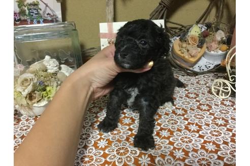 子犬