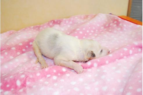 成約済の京都府のボルゾイ-38466の1枚目