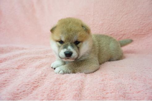 成約済の奈良県の柴犬-38500の3枚目