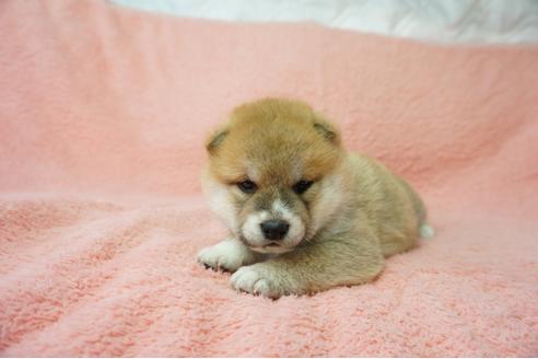 成約済の奈良県の柴犬-38500の4枚目