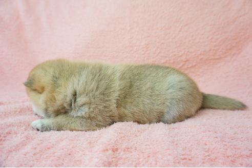成約済の奈良県の柴犬-38500の5枚目