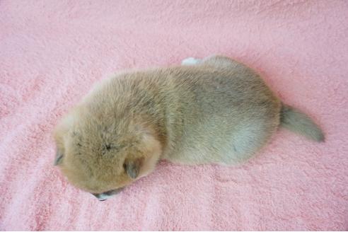 成約済の奈良県の柴犬-38500の1枚目