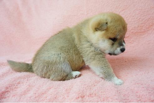 成約済の奈良県の柴犬-38500の2枚目