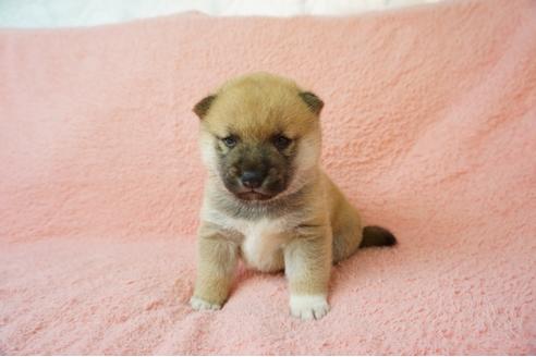 成約済の奈良県の柴犬-38501の5枚目