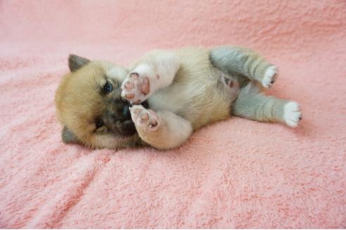 成約済の奈良県の柴犬-38501の1枚目