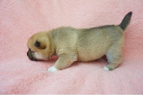 成約済の奈良県の柴犬-38501の2枚目