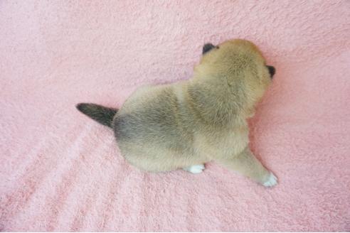 成約済の奈良県の柴犬-38501の3枚目