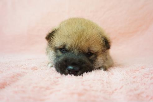 成約済の奈良県の柴犬-38502の5枚目