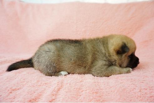 成約済の奈良県の柴犬-38502の2枚目