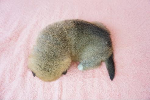成約済の奈良県の柴犬-38502の3枚目