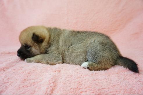 成約済の奈良県の柴犬-38502の4枚目