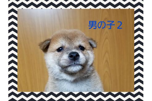成約済の長崎県の豆柴-36630の1枚目
