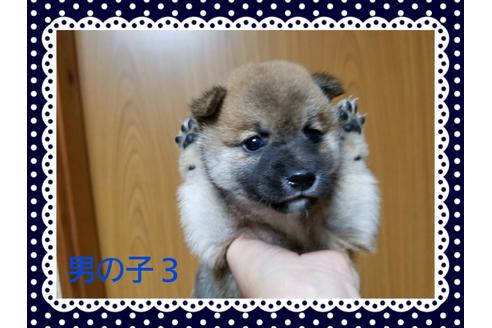 成約済の長崎県の豆柴-36632の1枚目